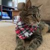 Christmas Dog Bandana Red Plaid Buffalo, Dog Pet Neckwear Scarves Flannel Bandana, Christmas Bandana, Dog Handkerchief, Pet Accessories (Neck Sizes 8" - 26") (X-Large) view 4