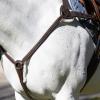 Equinavia Saga 5-Point Breastplate - Chocolate Brown - Cob view 1