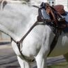 Equinavia Saga 5-Point Breastplate - Chocolate Brown - Horse view 3