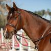 Equinavia Valkyrie Wide Noseband Hunter Bridle with Reins - Chocolate Brown - Cob view 4