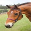 Tack Shack of Ocala Custom Noseband, Noseband for Horses, Nosebands for Bridles, Noseband for Bridles for Horses, Leather Noseband view 3