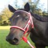 Tack Shack of Ocala Nylon Race Noseband, Race Noseband, Nylon Noseband, Custom Nylon Noseband, Noseband for Horses, Nylon Noseband for Horses view 3