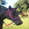 Tack Shack of Ocala Nylon Race Noseband, Race Noseband, Nylon Noseband, Custom Nylon Noseband, Noseband for Horses, Nylon Noseband for Horses view 4