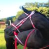 Tack Shack of Ocala Nylon Race Reins, Race Reins, Nylon Reins, Reins for Horses, Nylon Reins for Horses, Buckle End Reins, Loop End Reins view 3