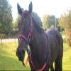 Tack Shack of Ocala Nylon Race Reins, Race Reins, Nylon Reins, Reins for Horses, Nylon Reins for Horses, Buckle End Reins, Loop End Reins view 4
