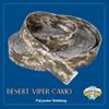 Country Brook Design - Desert Viper Camo Polyester Webbing (1 Inch, 20 Yards) view 3