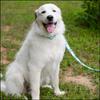 Country Brook Design - Oh My Dog Polyester Webbing (1 1/2 Inch, 10 Yards) view 2