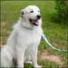 Country Brook Design - Oh My Dog Polyester Webbing (1 1/2 Inch, 10 Yards) view 3