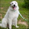 Country Brook Design - Oh My Dog Polyester Webbing (1 1/2 Inch, 20 Yards) view 2