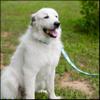 Country Brook Design - Oh My Dog Polyester Webbing (1 Inch, 20 Yards) view 3