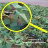 Jungle camouflage net,reinforced army camo net,outdoor hunting nets,sun protection netting,military themed/shooting/decorative/shade shelters/camping,large camouflage tents,Jungle-6x8m(19.7*26.2ft) view 3