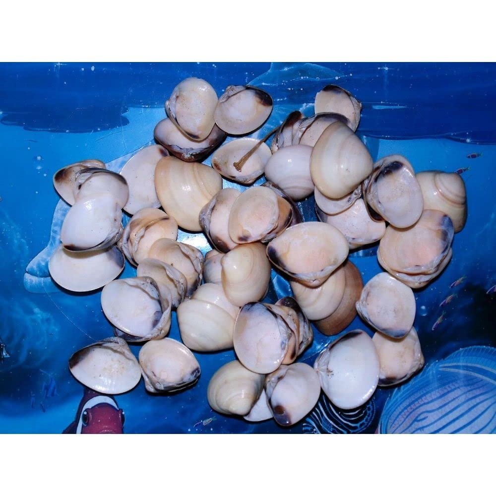 1/2 Pound of Yellow Coquinas Sea Shells 1 to 1-1/2" Beach Craft