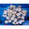 1/2 Pound of Yellow Coquinas Sea Shells 1 to 1-1/2" Beach Craft view 1