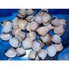 1/2 Pound of Yellow Coquinas Sea Shells 1 to 1-1/2" Beach Craft view 2