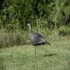 Hunters Specialties HS Strut Lite Hen Turkey Foldable Hollow Body Realistic Decoy, 2 Pieces Pack view 2