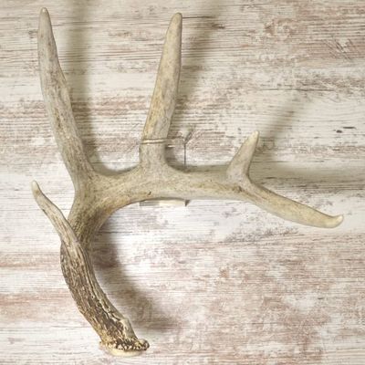 TOUGHRAK - 4 Pack Invisible Shed Antler Display