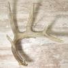 TOUGHRAK - 4 Pack Invisible Shed Antler Display view 1