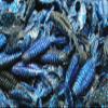 3" Electric Blue Black Craw Flapper Yo Mama Beaver Creature Baits Bass Fishing 50 Pack view 1