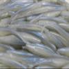 4" Flukes Soft Plastic Jerkbait Alewife Bass Walleye Fishing 10 Pack view 1