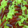 2" Fire & Ice Hot Grubs Twister Tails Crappie Perch Walleye Bass Fishing Lures 25 Pack view 1