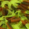 2" Craw Hot Grubs Twister Tails Crappie Walleye Bass Fishing Lures Killer Jigs 100 Pack view 1