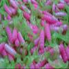 2" Pink/Chartreuse Hot Grubs Twister Tails Crappie Walleye Bass Fishing Lures 100 Pack view 1