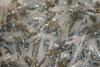100 pk 1.5" Scale Silver/Pearl White Crappie Fishing Tube Jig Skirts Bluegill