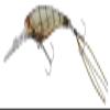 JACKALL Soul Shad 58SR-SP Babataku Gasa Shrimp view 1