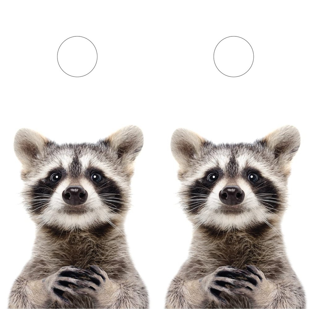 Pair of Cornhole Board Wraps - Curious Racoon- Laminated - Weatherproof and Waterproof - Easy to Apply