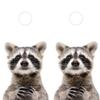 Pair of Cornhole Board Wraps - Curious Racoon- Laminated - Weatherproof and Waterproof - Easy to Apply view 1