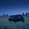 BIGSHOT Pro Hunter Javelina 3D Archery Target - Life-Size Realistic 3D Foam Target for Bow Hunting Practice view 2