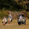 Lenotos 3-Panel Pop Up Ground Blind, Easy-Setup Hunting Blind for Deer, Turkey, Duck - Dry Grass Camo(A-1004) view 2