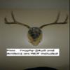 Deer European Euro Skull Mount Display, Wall Pedestal, Solid Wood (pine) view 2
