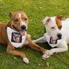 Dog Print Pet Bandana Collar - Themed Scarf Collar - Animal Art Dog Bandana - XL view 3