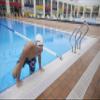 ZOGGS Unisex Adult Easy-Fit Silicone Swimming Cap - Non-Slip Hydrodynamic Design Ergonomic Fit Swim Hat for Long/Short Hair, White view 3