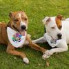 Flower Pet Bandana Collar - Beautiful Scarf Collar - Graphic Dog Bandana - L view 3