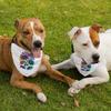 Floral Print Pet Bandana Collar - Graphic Scarf Collar - Colorful Dog Bandana - L view 3