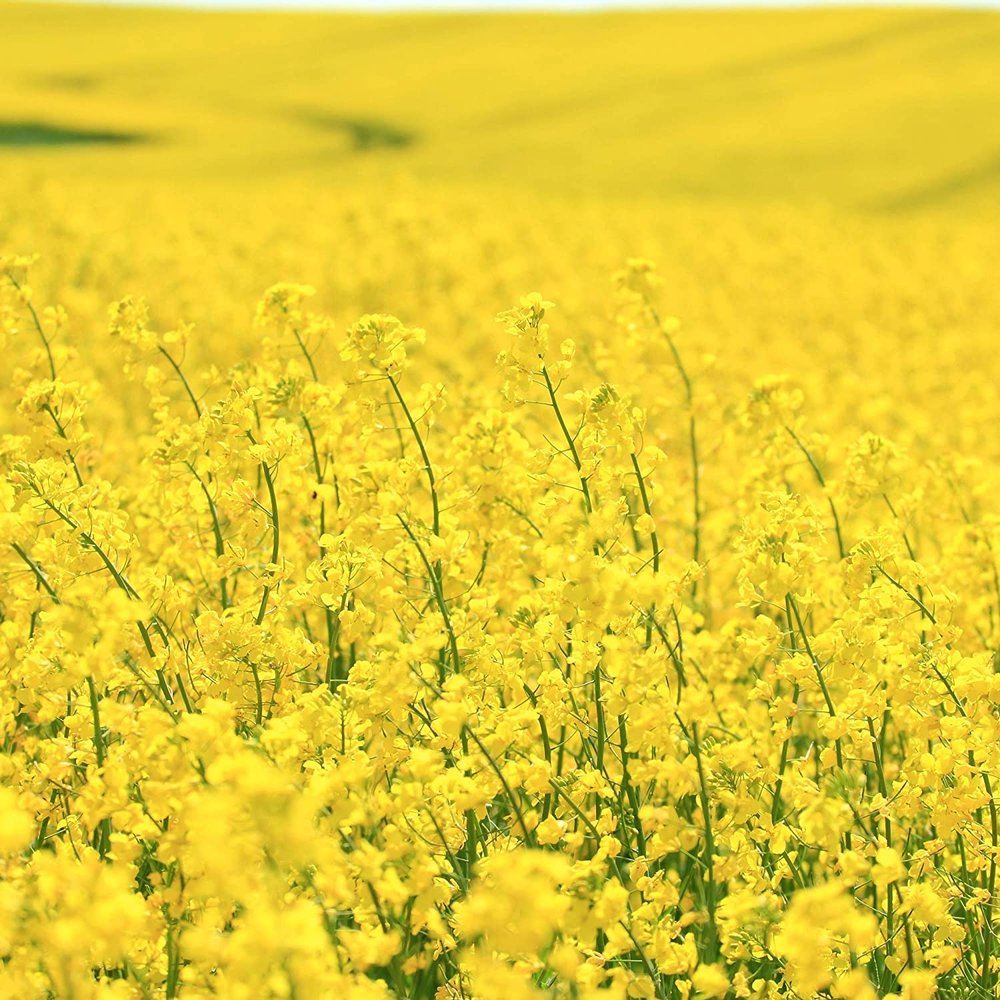 Brassica Dwarf Essex Forage Rape Seed for Food Plots & Cover Crops (8 Ounces)