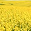 Brassica Dwarf Essex Forage Rape Seed for Food Plots & Cover Crops (8 Ounces) view 1
