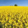 Brassica Dwarf Essex Forage Rape Seed for Food Plots & Cover Crops (8 Ounces) view 2