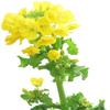 Brassica Dwarf Essex Forage Rape Seed for Food Plots & Cover Crops (8 Ounces) view 3