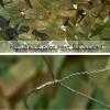 Pealihuy Camouflage Net Car Covering Camouflage Netting for Shooting, Car Cover, Decoration, Photograph,2X4m view 2