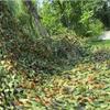 KADEUX Woodland Camo Netting, Camouflage Military Nets 1013ft 1320ft 1620ft 2020ft 2333ft Camo Net, Oxford Netting Camouflage for Camping Hunting Shooting Party (Size : 10mx20m) view 4