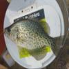 Kodiak Crappie Kandy Wax Worm Glitter Cubes view 4