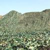 KADEUX Camouflage Hunting Net Military Camouflage Netting for Woodland Camping Blind Sunshade Camo Netting Mesh Camo Net 310m, 410m, 510m, 610m, 710m, 2020m (Size : 3x4m/9.8x13ft) view 4