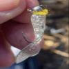 Kodiak Panfish Kandy Wafers Wax Worm Glitter view 2