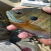 Kodiak Panfish Kandy Wafers Wax Worm Glitter view 3