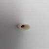 Replacement SCREW IN ON Snooker/Pool CUE TIPS Threaded Various Sizes Ferrules (13mm Ferrule,1 pc) view 2