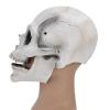 Skull Mask with Moving Jaw - Creepy Full Head Latex Mask for Cosplay & Halloween (White) view 4