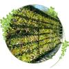 KOOEIN Reinforced Camouflage Netting,Woodland Camo Netting,Military Hunting Camouflage net,Camouflage Accessories,Oxford Fabric, Sunscreen, Waterproof, Custom Camouflage Netting,HW-2x3m(6.6 * 9.8ft) view 1